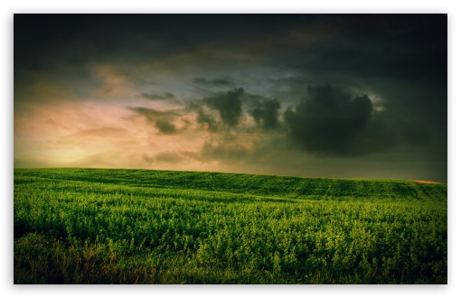 Beautiful Green Grass Field Ultra HD Desktop Background Wallpaper for 4K  UHD TV : Multi Display, Dual Monitor : Tablet : Smartphone