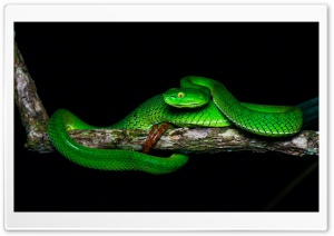 Beautiful Gumprecht's Green Pit Viper, Trimeresurus Gumprechti Snake Ultra HD Wallpaper for 4K UHD Widescreen desktop, tablet & smartphone