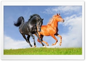 Beautiful Horses Running Wild 4K UHD Wallpaper for Widescreen and UltraWide Desktop, UltraHD TV, Smartphone, Tablet