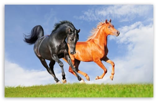 Beautiful Horses Running Wild UltraHD Wallpaper for UHD 16:9 ; HD 16:9 ; UltraWide 21:9 24:10 ; Widescreen 16:10 ; Fullscreen 3:2 ; Tablet 1:1 ;