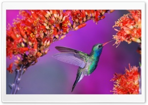 Beautiful Hummingbird Ultra HD Wallpaper for 4K UHD Widescreen desktop, tablet & smartphone