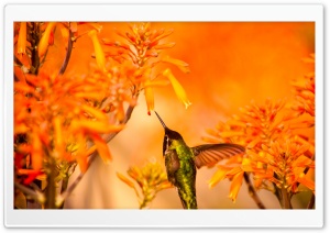 Beautiful Hummingbird Feeding Ultra HD Wallpaper for 4K UHD Widescreen desktop, tablet & smartphone
