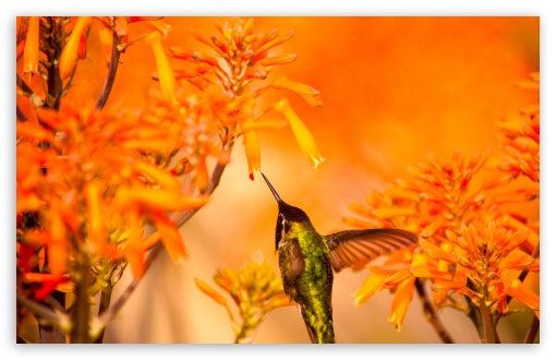 Beautiful Hummingbird Feeding UltraHD Wallpaper for UHD 16:9 ; HD 16:9 ; UltraWide 21:9 24:10 ; Widescreen 16:10 5:3 ; Fullscreen 4:3 5:4 3:2 ; Tablet 1:1 ; Mobile 9:16 2:3 3:5 3:4 ;