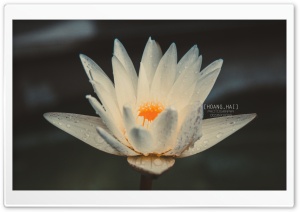 Beautiful in white Lotus Ultra HD Wallpaper for 4K UHD Widescreen desktop, tablet & smartphone