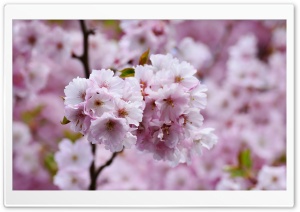 Beautiful Japanese Cherry Blossom Ultra HD Wallpaper for 4K UHD Widescreen desktop, tablet & smartphone