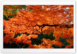Beautiful Japanese Maple Tree Ultra HD Wallpaper for 4K UHD Widescreen desktop, tablet & smartphone