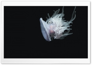 Beautiful Jellyfish Ultra HD Wallpaper for 4K UHD Widescreen desktop, tablet & smartphone