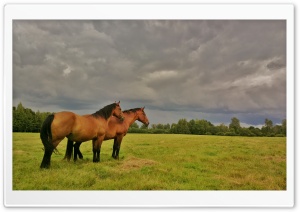 Beautiful Latvian horses. Ultra HD Wallpaper for 4K UHD Widescreen desktop, tablet & smartphone