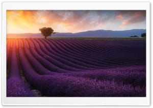 Beautiful Lavender Fields at Sunset 4K UHD Wallpaper for Widescreen and UltraWide Desktop, UltraHD TV, Smartphone, Tablet