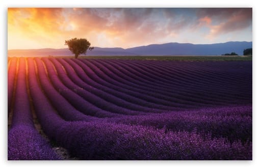 Beautiful Lavender Fields at Sunset UltraHD Wallpaper for UHD 16:9 ; HD 16:9 ; UltraWide 21:9 24:10 32:9 32:10 ; Widescreen 16:10 ; Tablet 1:1 ; Mobile 9:16 9:19.5 9:20 ; Dual 16:10 16:9 ;