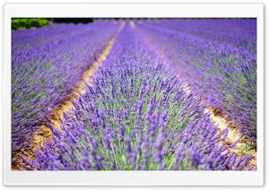 Beautiful Lavender Flowers Ultra HD Wallpaper for 4K UHD Widescreen desktop, tablet & smartphone
