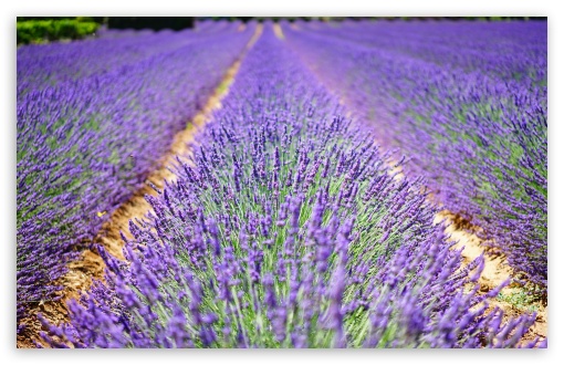 Beautiful Lavender Flowers UltraHD Wallpaper for Wide 16:10 5:3 Widescreen WHXGA WQXGA WUXGA WXGA WGA ; UltraWide 21:9 24:10 ; 8K UHD TV 16:9 Ultra High Definition 2160p 1440p 1080p 900p 720p ; UHD 16:9 2160p 1440p 1080p 900p 720p ; Standard 4:3 5:4 3:2 Fullscreen UXGA XGA SVGA QSXGA SXGA DVGA HVGA HQVGA ( Apple PowerBook G4 iPhone 4 3G 3GS iPod Touch ) ; Tablet 1:1 ; iPad 1/2/Mini ; Mobile 4:3 5:3 3:2 16:9 5:4 - UXGA XGA SVGA WGA DVGA HVGA HQVGA ( Apple PowerBook G4 iPhone 4 3G 3GS iPod Touch ) 2160p 1440p 1080p 900p 720p QSXGA SXGA ; Dual 16:10 5:3 16:9 4:3 5:4 3:2 WHXGA WQXGA WUXGA WXGA WGA 2160p 1440p 1080p 900p 720p UXGA XGA SVGA QSXGA SXGA DVGA HVGA HQVGA ( Apple PowerBook G4 iPhone 4 3G 3GS iPod Touch ) ; Triple 16:10 5:3 16:9 4:3 5:4 3:2 WHXGA WQXGA WUXGA WXGA WGA 2160p 1440p 1080p 900p 720p UXGA XGA SVGA QSXGA SXGA DVGA HVGA HQVGA ( Apple PowerBook G4 iPhone 4 3G 3GS iPod Touch ) ;