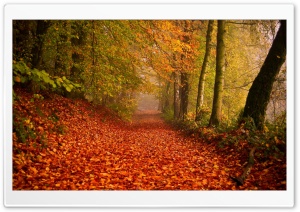 Beautiful Leafy Alley, Autumn Ultra HD Wallpaper for 4K UHD Widescreen desktop, tablet & smartphone