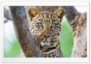 Beautiful Leopard Ultra HD Wallpaper for 4K UHD Widescreen desktop, tablet & smartphone