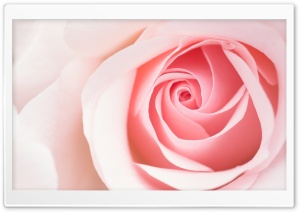 Beautiful Light Pink Rose Flower Macro Ultra HD Wallpaper for 4K UHD Widescreen desktop, tablet & smartphone