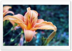 Beautiful Lily Ultra HD Wallpaper for 4K UHD Widescreen desktop, tablet & smartphone
