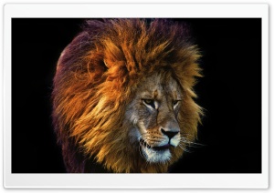 Beautiful Lion Ultra HD Wallpaper for 4K UHD Widescreen desktop, tablet & smartphone