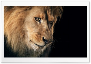Beautiful Lion Portrait Ultra HD Wallpaper for 4K UHD Widescreen desktop, tablet & smartphone