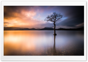 Beautiful Lone Tree, Lake, Nature Ultra HD Wallpaper for 4K UHD Widescreen desktop, tablet & smartphone