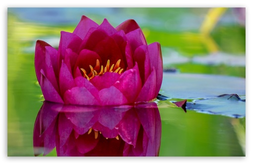Beautiful Lotus HD Wallpaper 00238  wallpaperspickcom