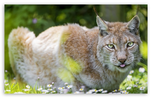 Beautiful Lynx female lying in the flowers UltraHD Wallpaper for Wide 16:10 5:3 Widescreen WHXGA WQXGA WUXGA WXGA WGA ; 8K UHD TV 16:9 Ultra High Definition 2160p 1440p 1080p 900p 720p ; UHD 16:9 2160p 1440p 1080p 900p 720p ; Standard 4:3 5:4 3:2 Fullscreen UXGA XGA SVGA QSXGA SXGA DVGA HVGA HQVGA ( Apple PowerBook G4 iPhone 4 3G 3GS iPod Touch ) ; Smartphone 16:9 3:2 5:3 2160p 1440p 1080p 900p 720p DVGA HVGA HQVGA ( Apple PowerBook G4 iPhone 4 3G 3GS iPod Touch ) WGA ; Tablet 1:1 ; iPad 1/2/Mini ; Mobile 4:3 5:3 3:2 16:9 5:4 - UXGA XGA SVGA WGA DVGA HVGA HQVGA ( Apple PowerBook G4 iPhone 4 3G 3GS iPod Touch ) 2160p 1440p 1080p 900p 720p QSXGA SXGA ;