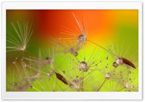 Beautiful Macro, Dandelion Seeds Ultra HD Wallpaper for 4K UHD Widescreen desktop, tablet & smartphone