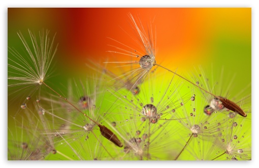 Beautiful Macro, Dandelion Seeds UltraHD Wallpaper for UHD 16:9 ; HD 16:9 ; Widescreen 16:10 5:3 ; Fullscreen 5:4 3:2 ; Tablet 1:1 ; Mobile 3:5 3:4 ; Dual 4:3 5:4 ;