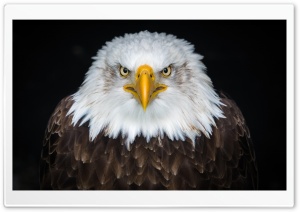 Beautiful, Majestic and Great Bald Eagle Portrait Ultra HD Wallpaper for 4K UHD Widescreen desktop, tablet & smartphone