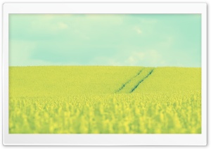 Beautiful Mustard Field Ultra HD Wallpaper for 4K UHD Widescreen desktop, tablet & smartphone
