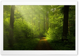 Beautiful Nature Image, Green Forest Ultra HD Wallpaper for 4K UHD Widescreen desktop, tablet & smartphone