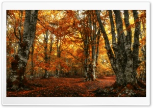 Beautiful Old Forest Trees by Autumn Ultra HD Wallpaper for 4K UHD Widescreen Desktop, Lockscreen, Screensaver, TV, Tablet, Smartphone