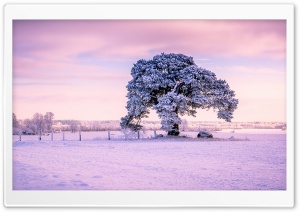 Beautiful Old Tree, Winter Ultra HD Wallpaper for 4K UHD Widescreen desktop, tablet & smartphone