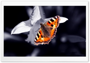 Beautiful Orange Butterfly Ultra HD Wallpaper for 4K UHD Widescreen desktop, tablet & smartphone