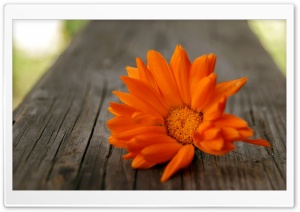 Beautiful Orange Flower Ultra HD Wallpaper for 4K UHD Widescreen desktop, tablet & smartphone