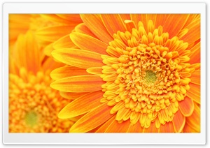 Beautiful Orange Gerbera Ultra HD Wallpaper for 4K UHD Widescreen desktop, tablet & smartphone