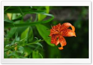 Beautiful Orange Lily Ultra HD Wallpaper for 4K UHD Widescreen desktop, tablet & smartphone