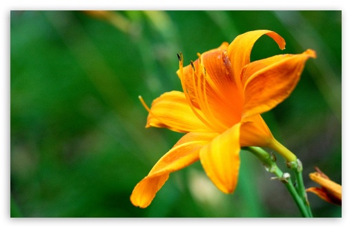 Beautiful Orange Lily Flower Ultra HD Desktop Background Wallpaper for ...