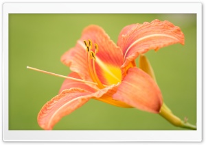 Beautiful Orange Lily Flower, Green Background Ultra HD Wallpaper for 4K UHD Widescreen desktop, tablet & smartphone
