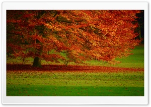 Beautiful Orange Tree Ultra HD Wallpaper for 4K UHD Widescreen desktop, tablet & smartphone