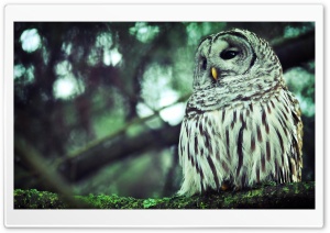 Beautiful Owl Ultra HD Wallpaper for 4K UHD Widescreen desktop, tablet & smartphone