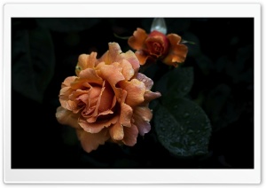 Beautiful Pale Orange Rose Adorned with Raindrops 4K UHD Wallpaper for Widescreen and UltraWide Desktop, UltraHD TV, Smartphone, Tablet