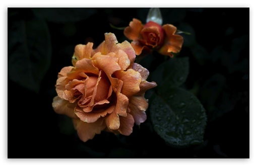 Beautiful Pale Orange Rose Adorned with Raindrops UltraHD Wallpaper for UHD 16:9 ; HD 16:9 ; UltraWide 21:9 24:10 32:9 32:10 ; Widescreen 16:10 5:3 ; Fullscreen 4:3 5:4 3:2 ; Tablet 1:1 ; Mobile 9:16 9:19.5 9:20 9:21 9:22 10:16 2:3 3:5 3:4 ; Dual 16:10 5:3 16:9 4:3 5:4 3:2 ;
