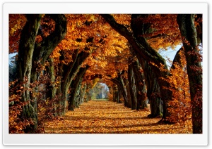 Beautiful Path Ultra HD Wallpaper for 4K UHD Widescreen desktop, tablet & smartphone
