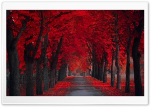 Beautiful Pathway Ultra HD Wallpaper for 4K UHD Widescreen desktop, tablet & smartphone