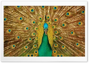 Beautiful Peacock Ultra HD Wallpaper for 4K UHD Widescreen desktop, tablet & smartphone