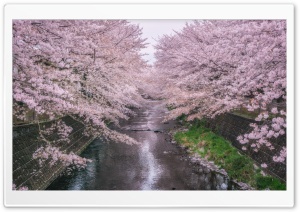 Beautiful Pink Cherry Blossoms Ultra HD Wallpaper for 4K UHD Widescreen desktop, tablet & smartphone