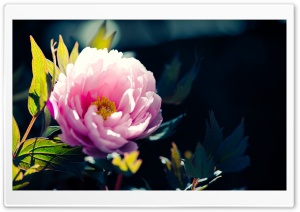 Beautiful Pink Flower Ultra HD Wallpaper for 4K UHD Widescreen desktop, tablet & smartphone