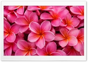 Beautiful Pink Frangipani Hawaiian Flower Backdrop 4K UHD Wallpaper for Widescreen and UltraWide Desktop, UltraHD TV, Smartphone, Tablet