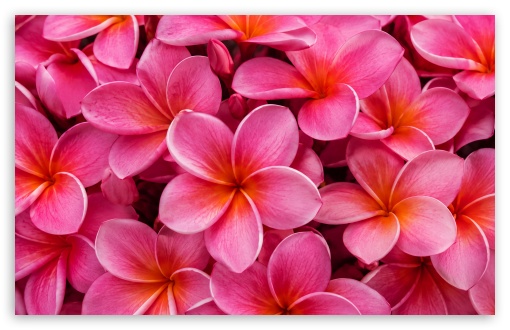 Beautiful Pink Frangipani Hawaiian Flower Backdrop UltraHD Wallpaper for UHD 16:9 ; HD 16:9 ; UltraWide 21:9 24:10 32:9 32:10 ; Widescreen 16:10 ; Tablet 1:1 ; Mobile 9:16 9:19.5 9:20 9:21 9:22 ; Dual 16:10 16:9 ;