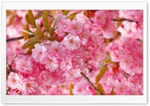 Beautiful Pink Japanese Sakura Tree Ultra HD Wallpaper for 4K UHD Widescreen desktop, tablet & smartphone